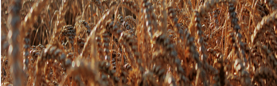 Beneficios del gluten para la salud en tu dieta diaria y falsos mitos